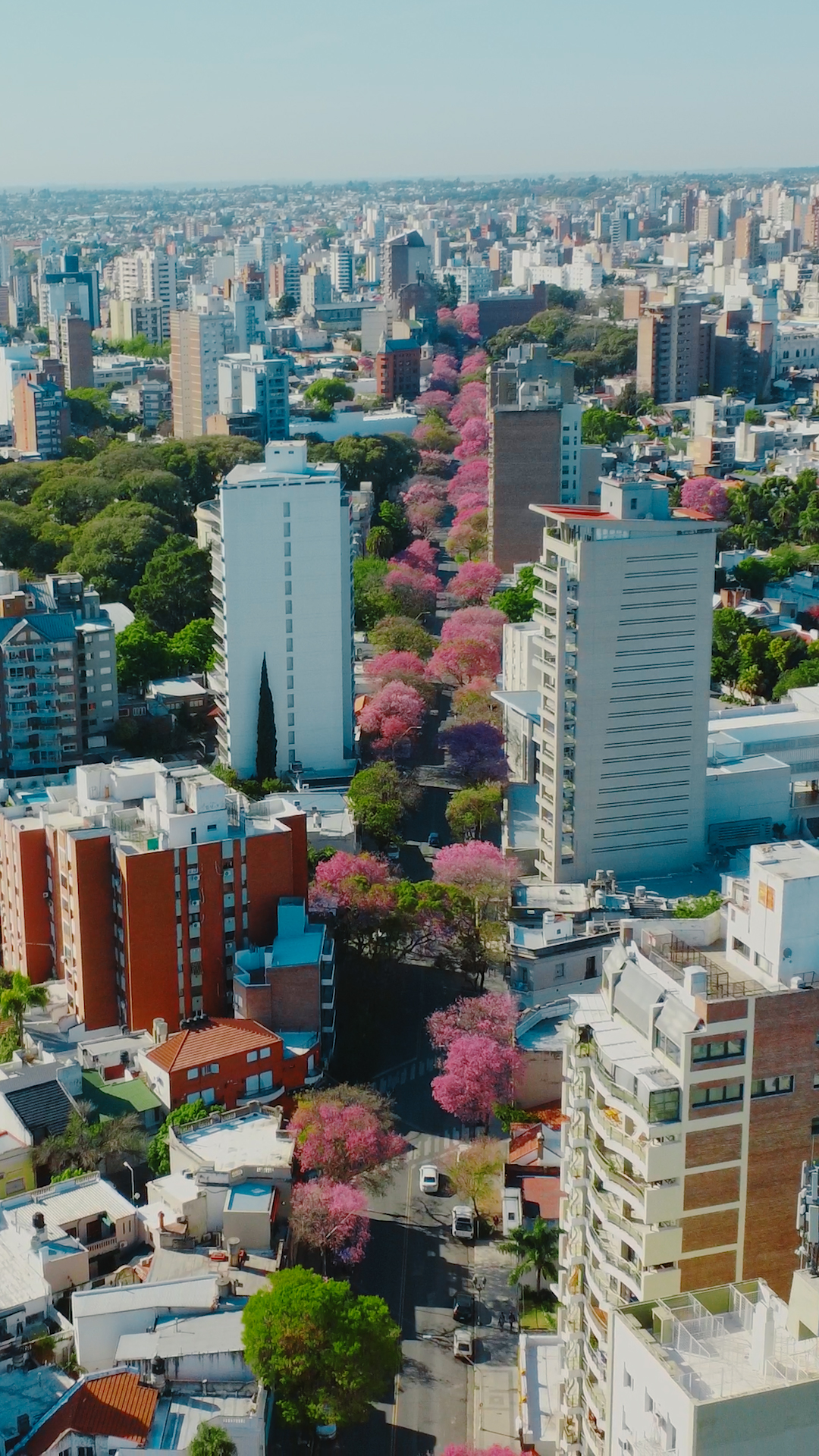 Vista aérea de Paraná con jacarandás en flor