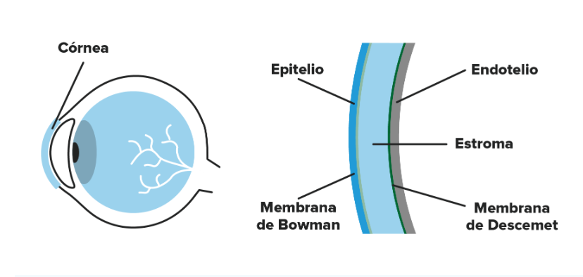 Queratoplastias lamelares